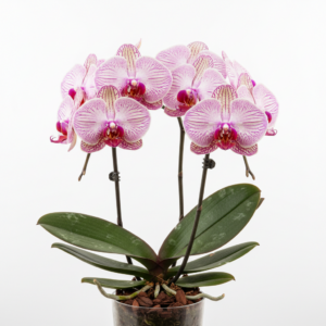Phalaenopsis Zheng Min Sputtering