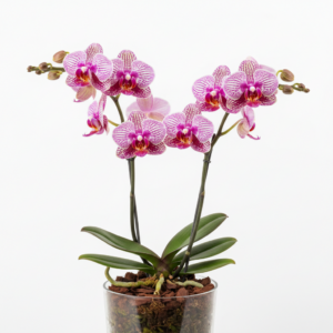 Phalaenopsis Zheng Min Sparrow