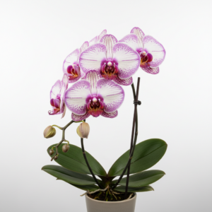 Phalaenopsis Zheng Min Sniper