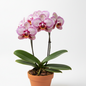Phalaenopsis Zheng Min Smilodon