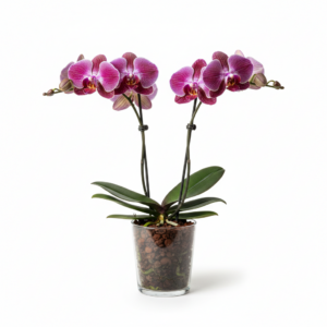 Phalaenopsis Zheng Min Shadow