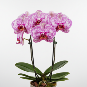 Phalaenopsis Zheng Min Seediq