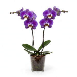 Phalaenopsis Zheng Min Sapphire