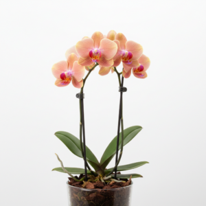 Phalaenopsis Zheng Min Salmon