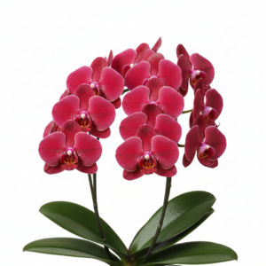Phalaenopsis Zheng Min Ruby